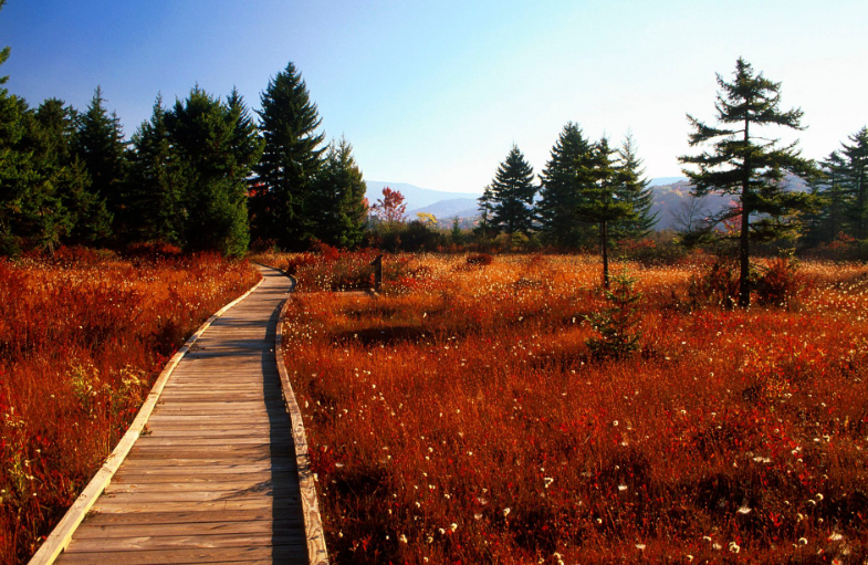 Cranberry Glades, United States